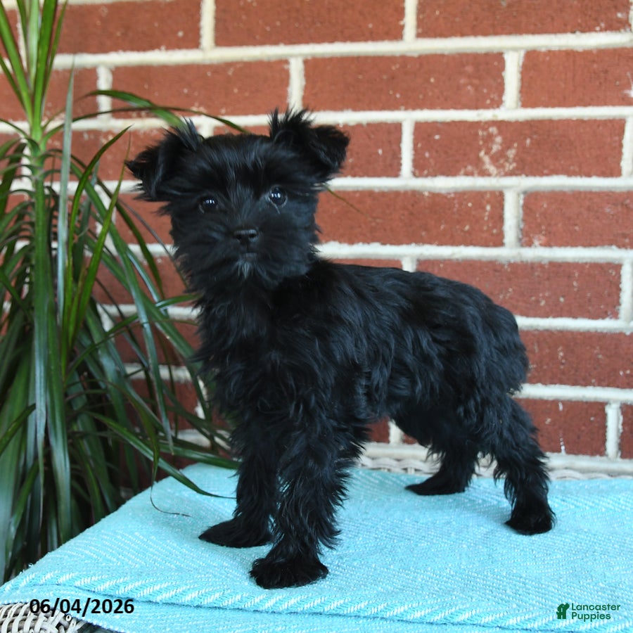 Yorkshire Terrier dogs Raven - Ad 2