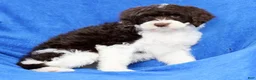 Portuguese Water Dog dogs for sale: Roxie - Ad 8