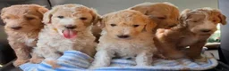 Goldendoodle dogs for sale: Maple - Ad 3