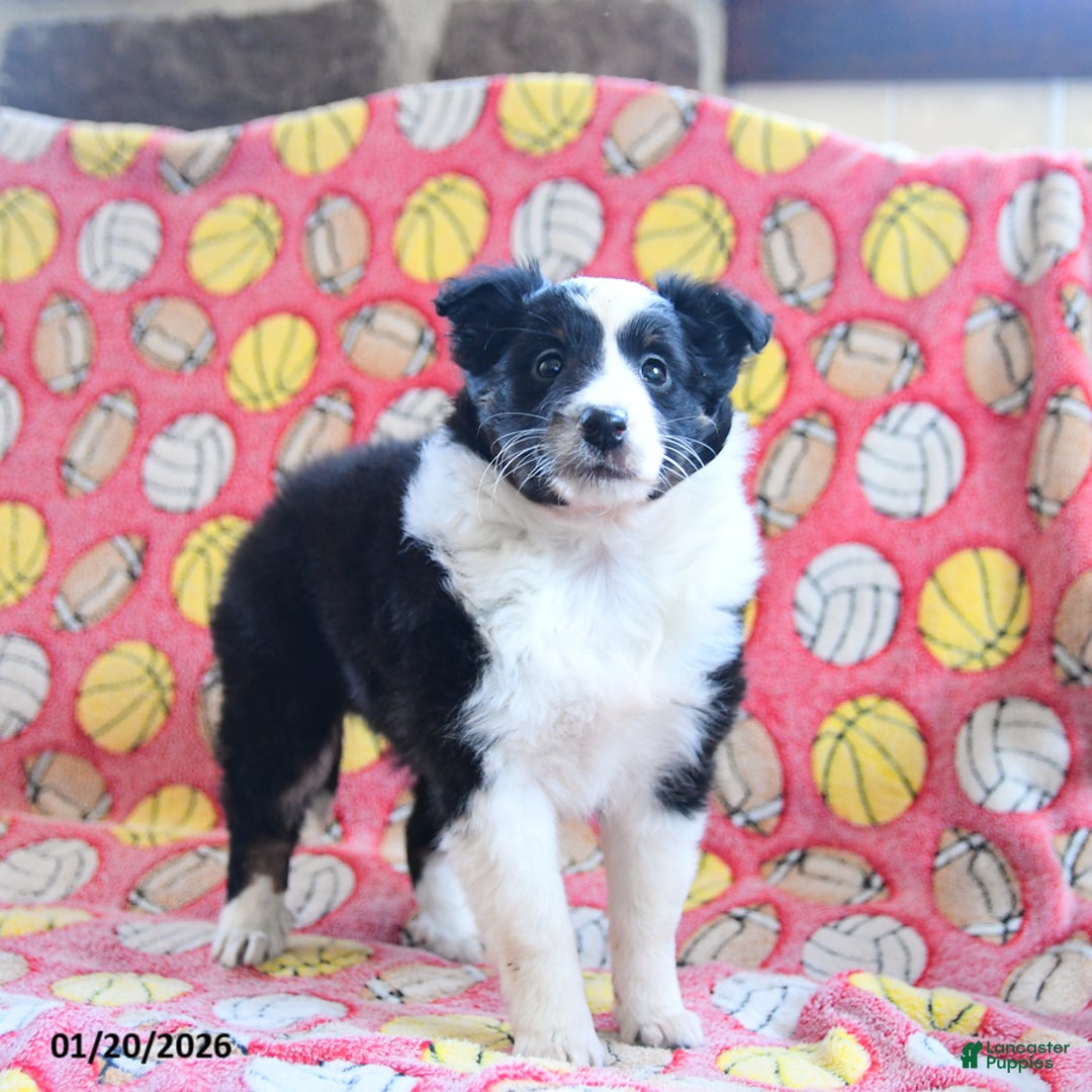 Shetland Sheepdog dogs for sale: Dawn - Ad 2