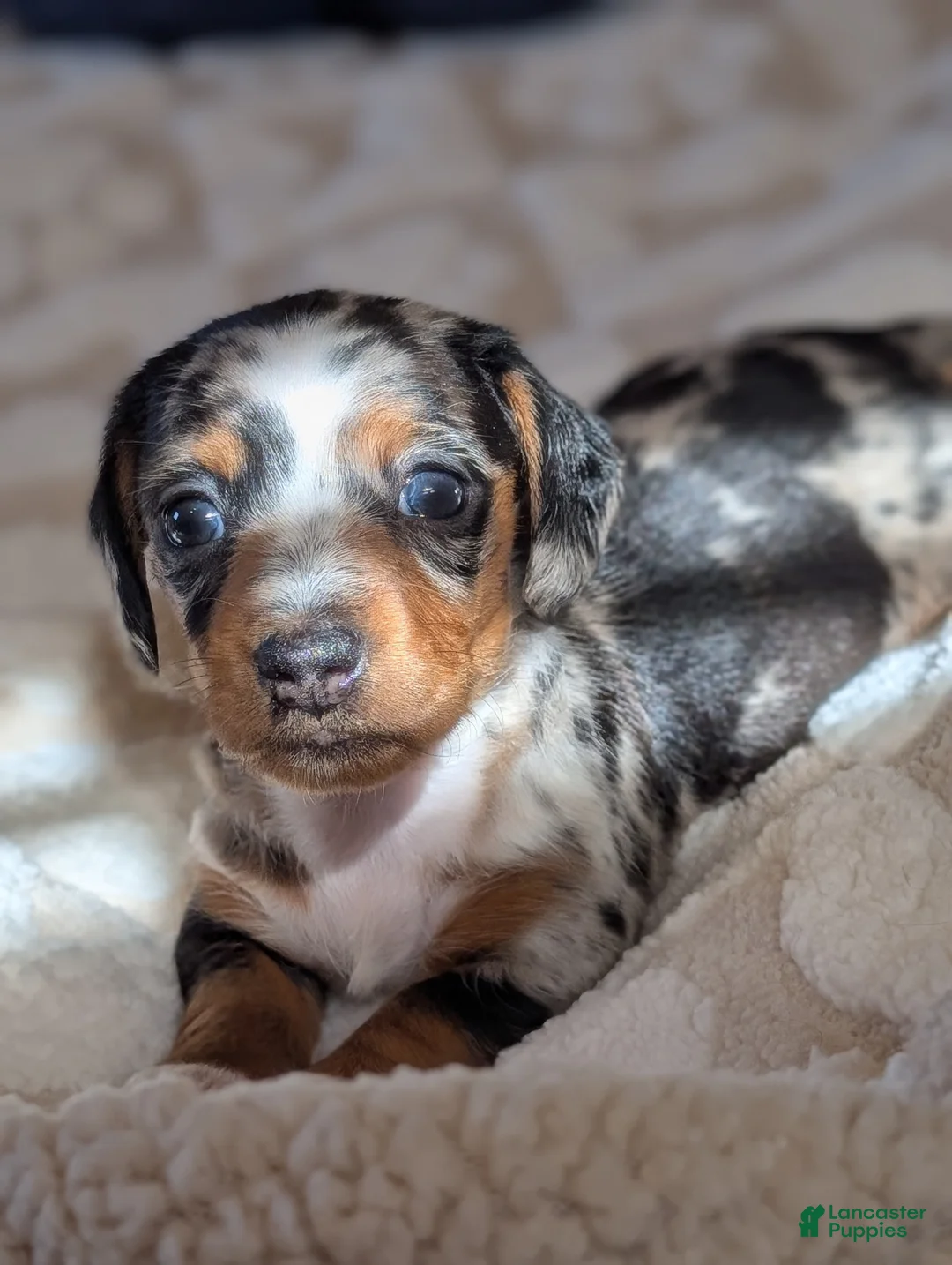 Miniature Dachshund dogs for sale: Miniature Dachshund Puppy 1 - Ad 8