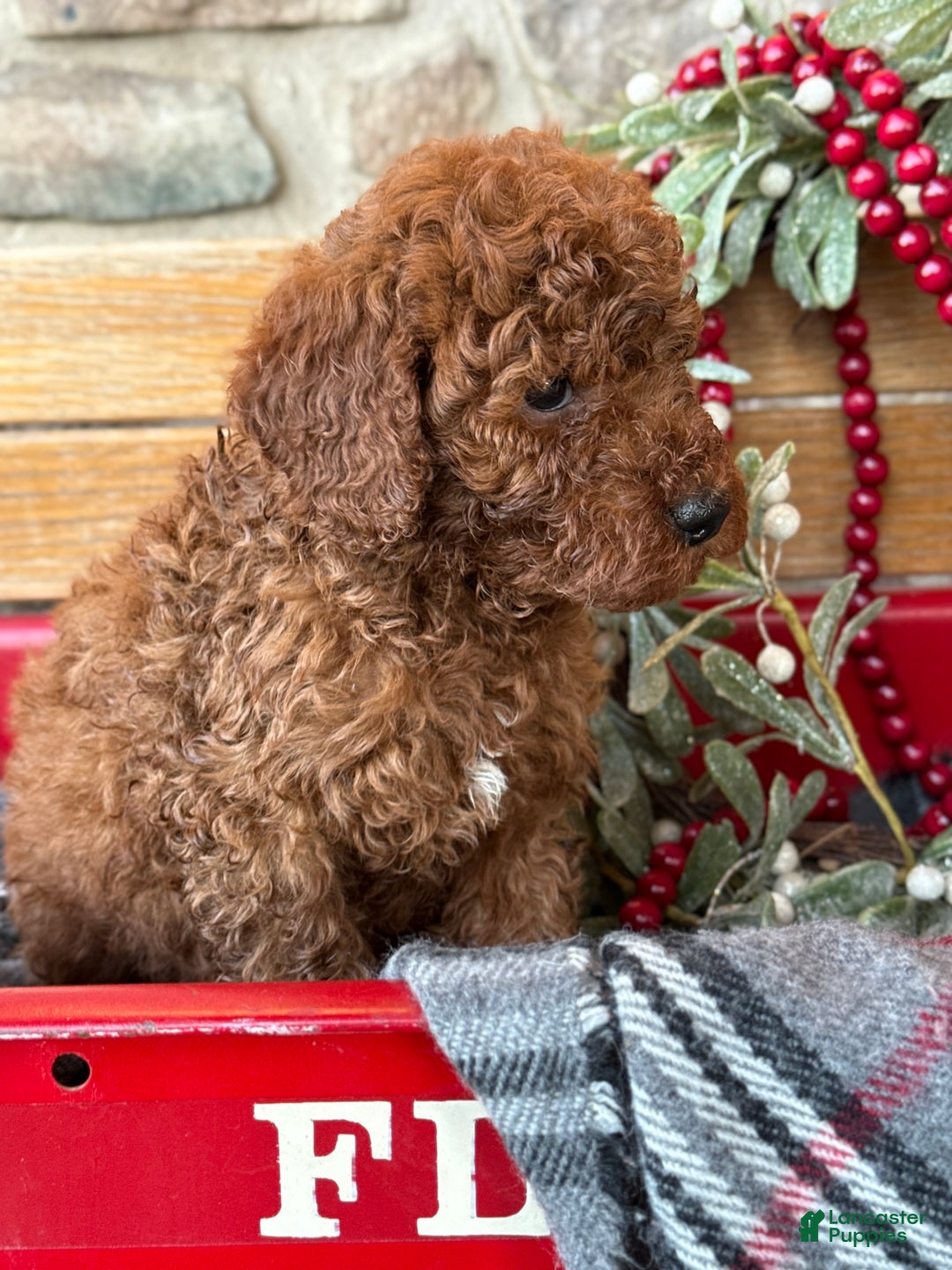 Mini Goldendoodle dogs for sale: Isabella - Ad 3