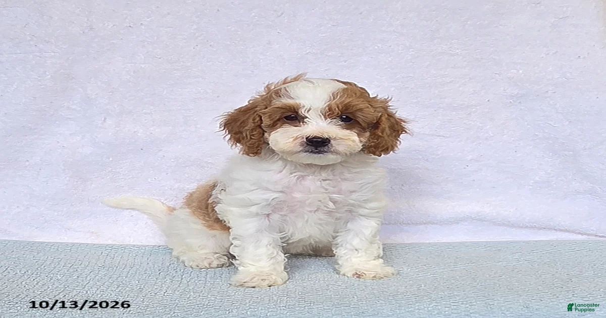 Cavapoo Puppies for sale in Gaithersburg, Maryland | Lancaster Puppies