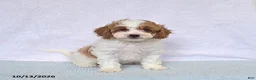 Cavapoo dogs for sale: Cupcake - Ad 1