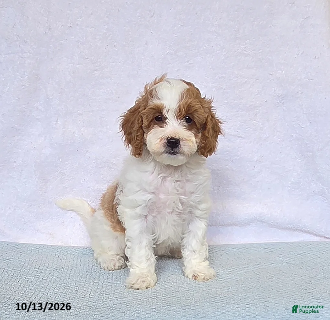Cavapoo dogs for sale: Cupcake - Ad 1