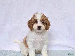 Cavapoo dogs Cupcake - Ad 1
