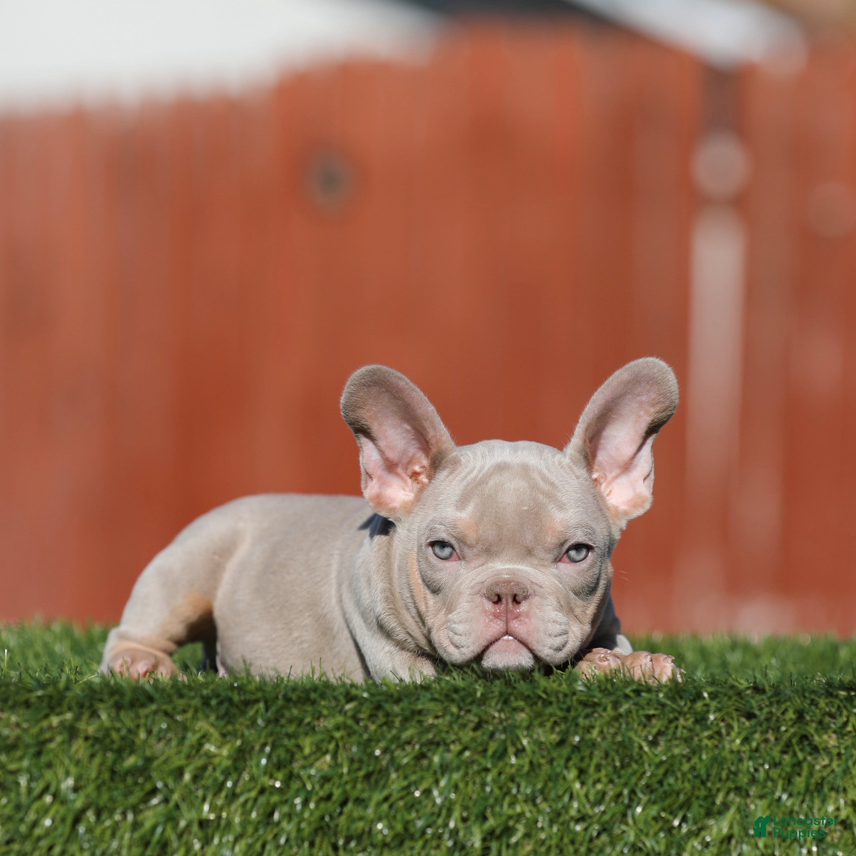 American Bully dogs American Bully Puppy 1 - Ad 12