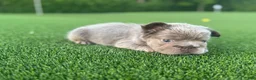 French Bulldog dogs for sale: Nova - Ad 5