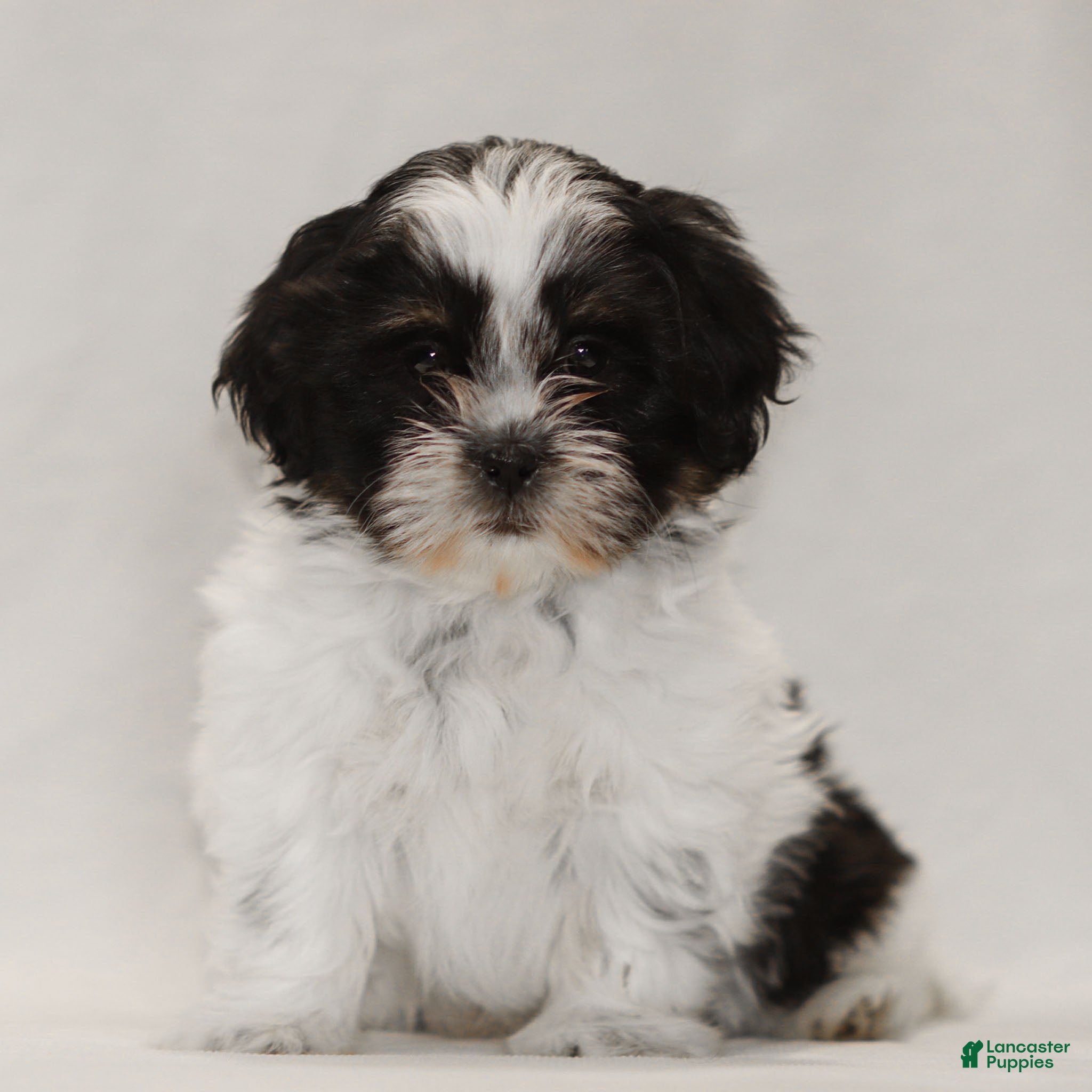 Teddy Bear dogs Gizmo - Ad 4