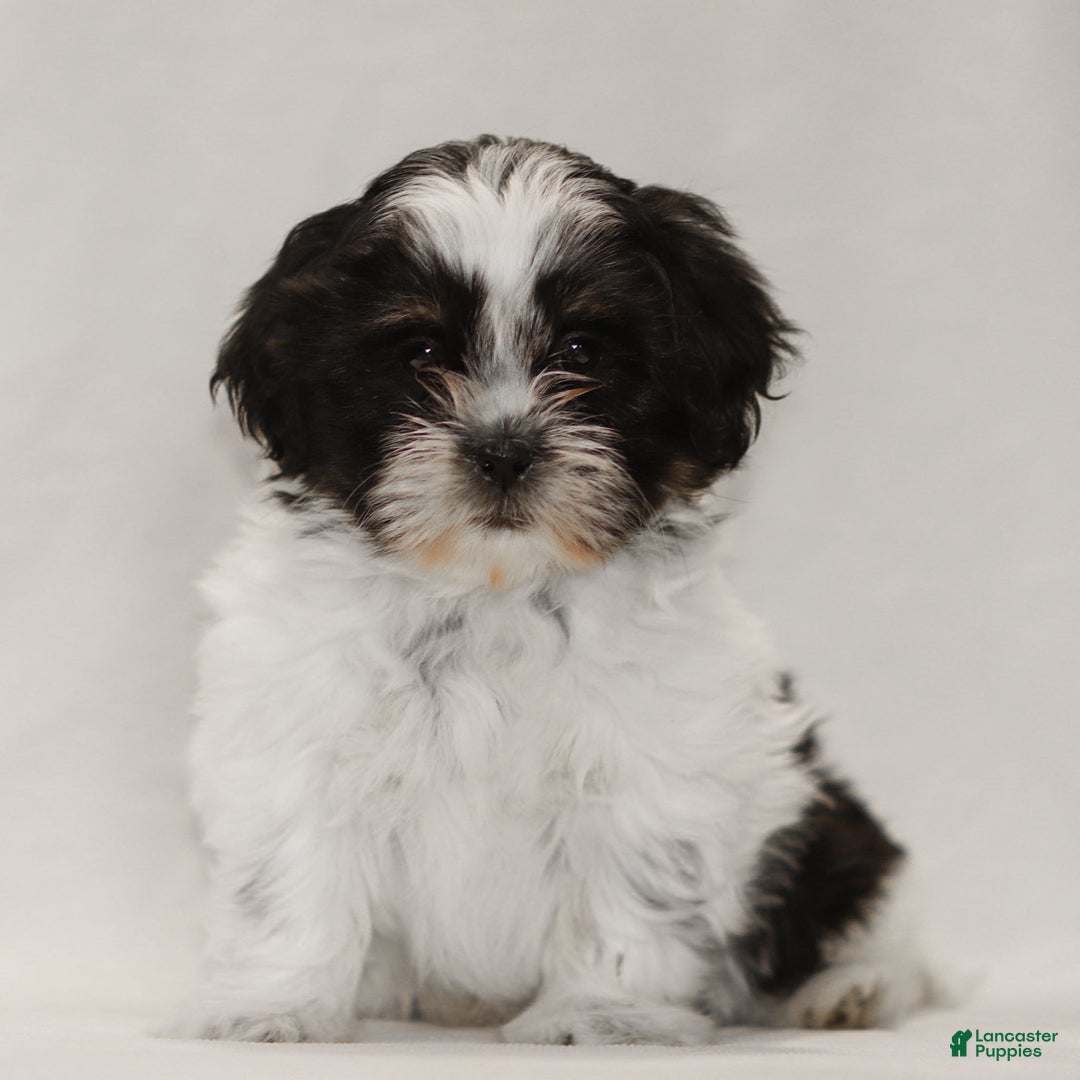 Teddy Bear dogs for sale: Gizmo - Ad 1