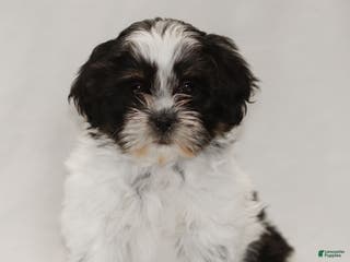 Teddy Bear dogs Gizmo - Ad 34