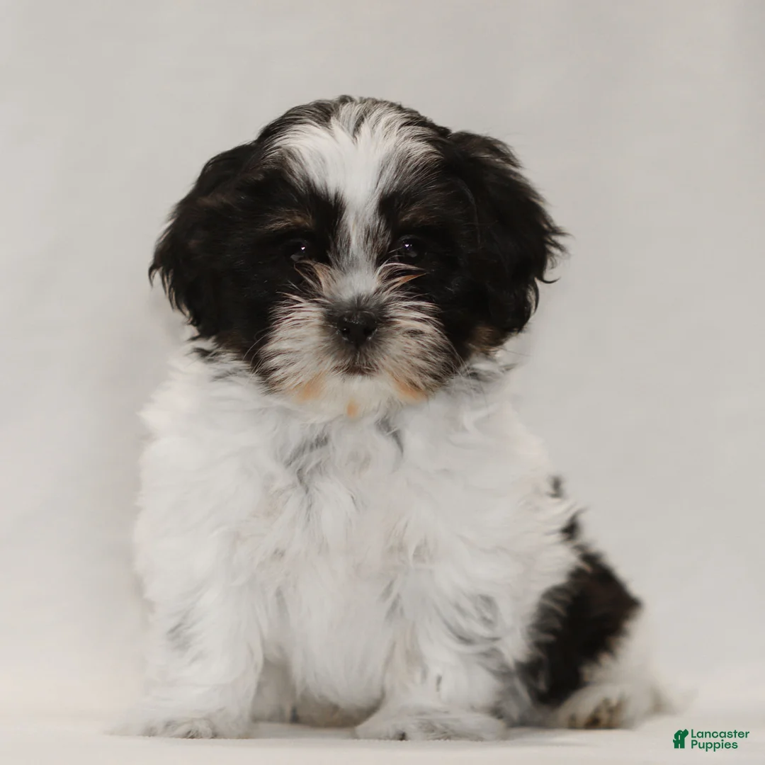 Teddy Bear dogs for sale: Gizmo - Ad 1