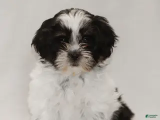 Teddy Bear dogs Gizmo - Ad 9