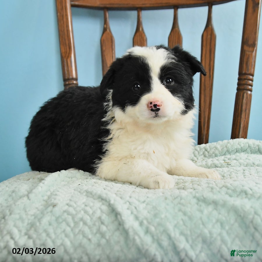 Miniature Australian Shepherd dogs Callie - Ad 2