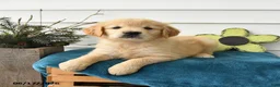 Golden Retriever dogs for sale: Melody - Ad 1