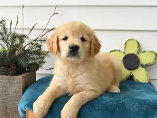 Golden Retriever dogs for sale: Melody - Ad 1