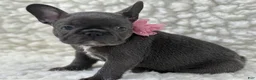 Mixed Breed dogs for sale: Molly  - Ad 4