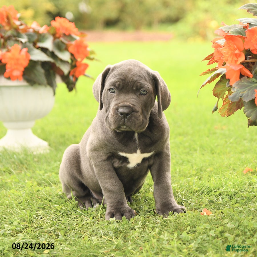 Cane Corso dogs Drew - Ad 1