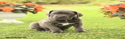 Cane Corso dogs for sale: Drew - Ad 1