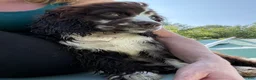 Cocker Spaniel dogs for sale: Geppetto - Ad 4