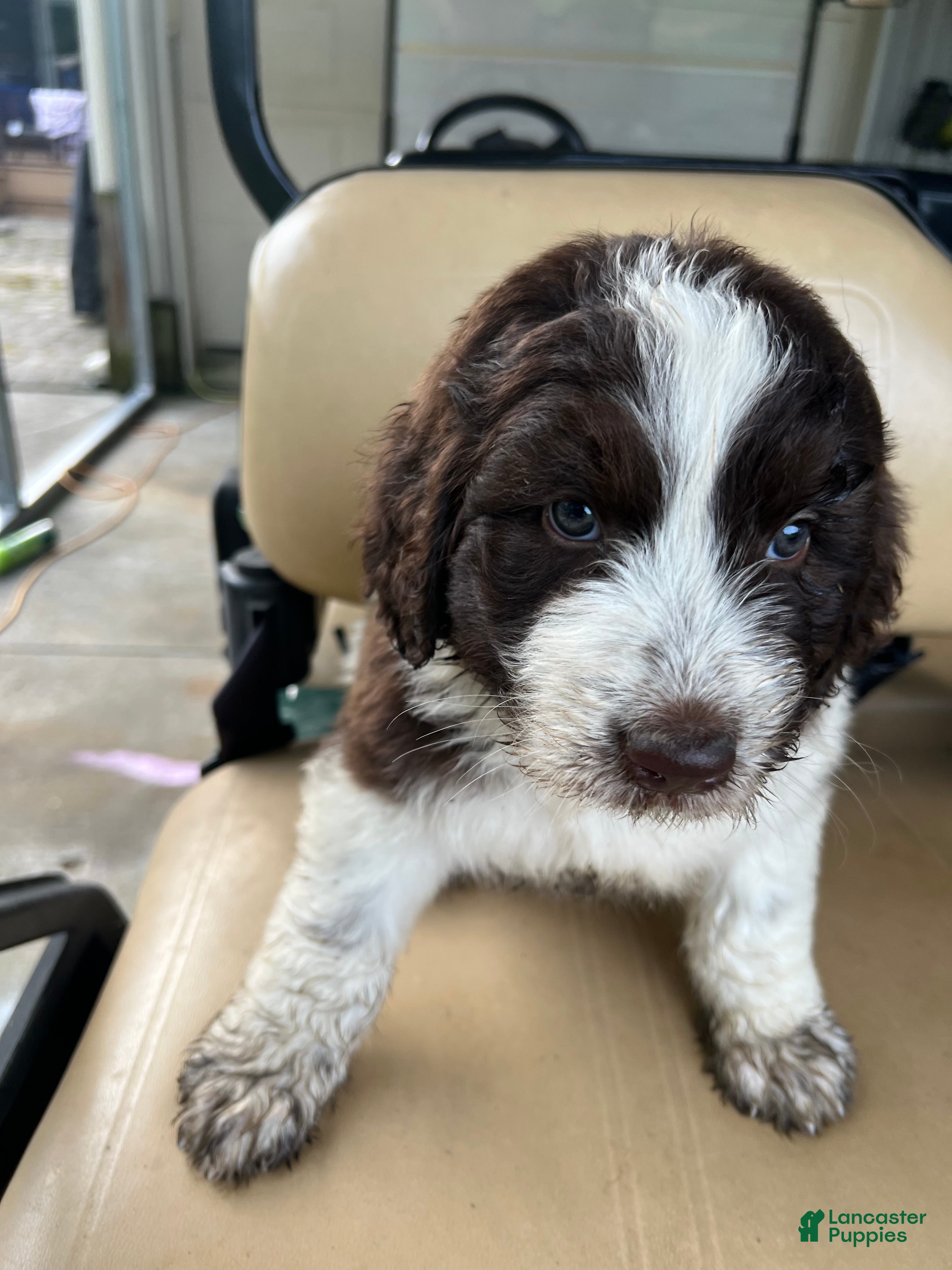 Newfypoo dogs Newfypoo 1 - Ad 1