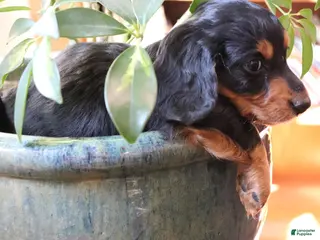 Dachshund dogs for sale: Mocha - Ad 3
