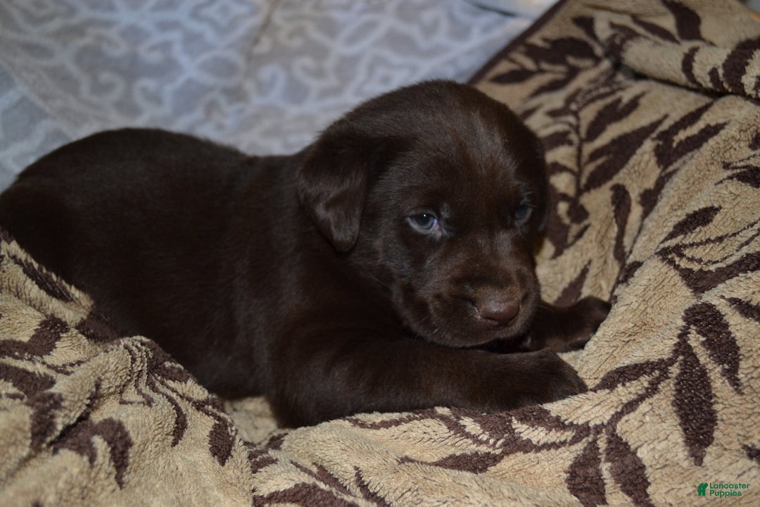 Labrador Retriever dogs for sale: Manny - Ad 3