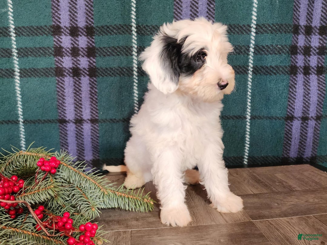 Mini Bernedoodle dogs for sale: Sparkle - Ad 9