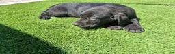 Labrador Retriever dogs for sale: Onxy - Ad 7