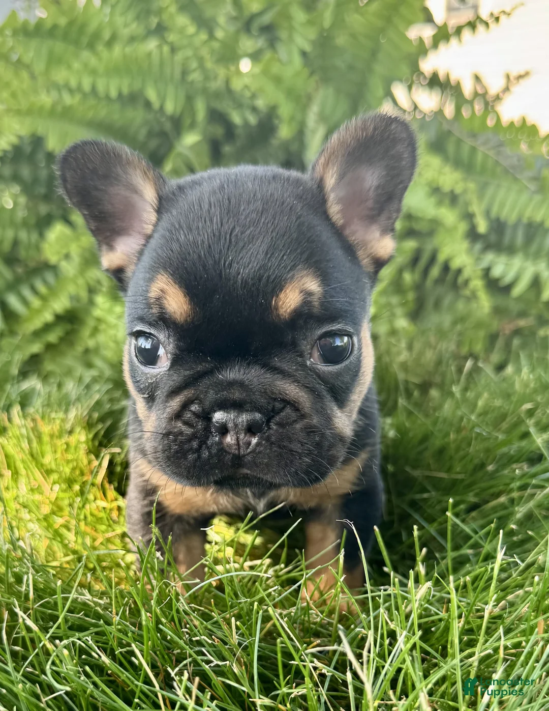 French Bulldog dogs for sale: Axel - Ad 2