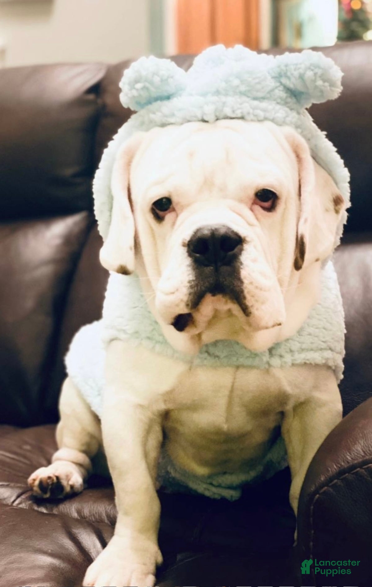 Beabull dogs Beabull Puppy 1 - Ad 2