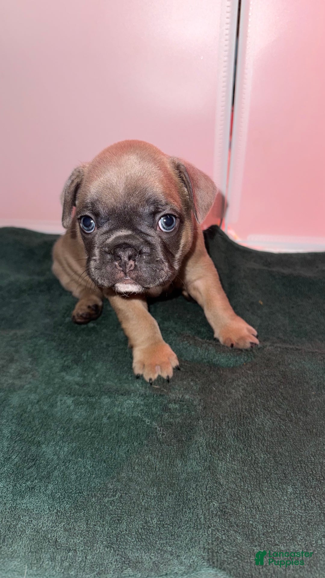 French Bulldog dogs for sale: Star - Ad 4