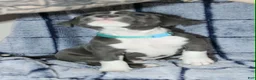 American Bully dogs for sale: Sub Zero - Ad 3