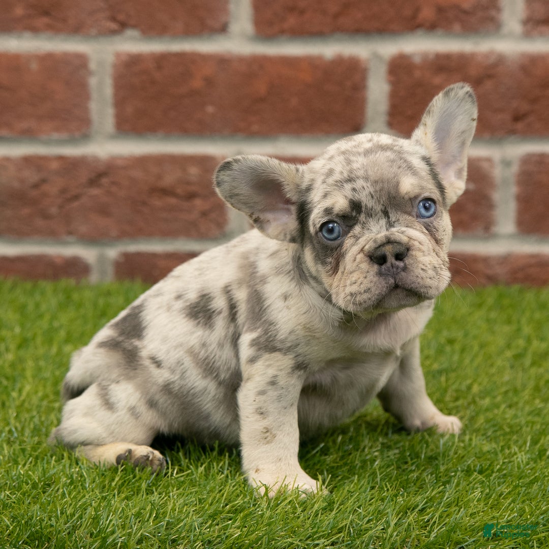 French Bulldog dogs for sale: Ranger - Ad 5