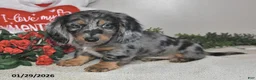 Miniature Dachshund dogs for sale: Harper - Ad 2
