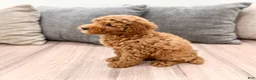 Miniature Poodle dogs for sale: Clifford - Ad 6
