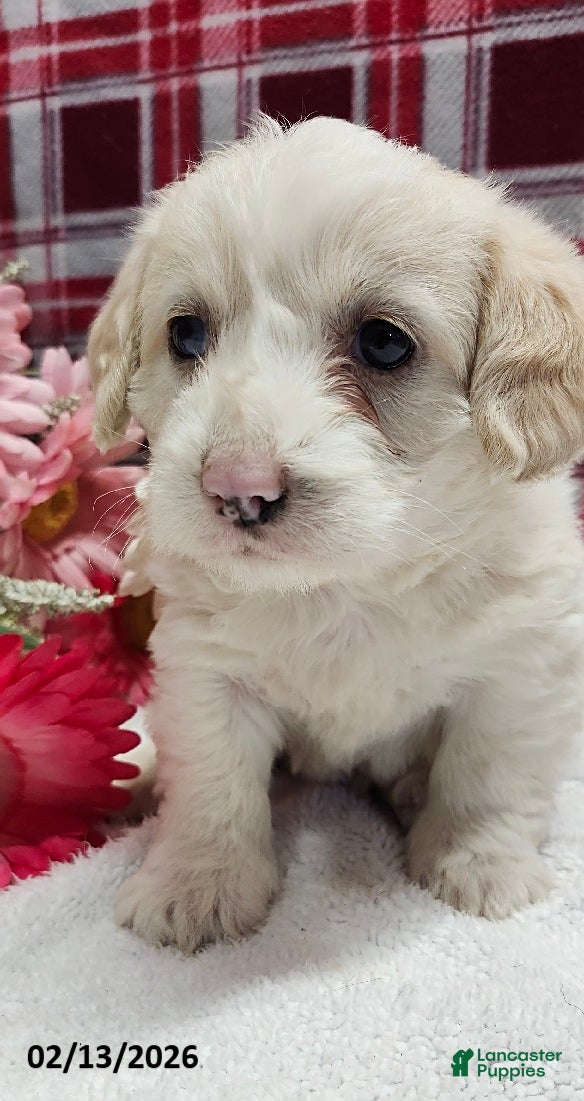 Mixed Breed dogs Princess - Ad 2