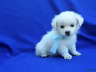 Maltipoo dogs Emmy - Ad 12