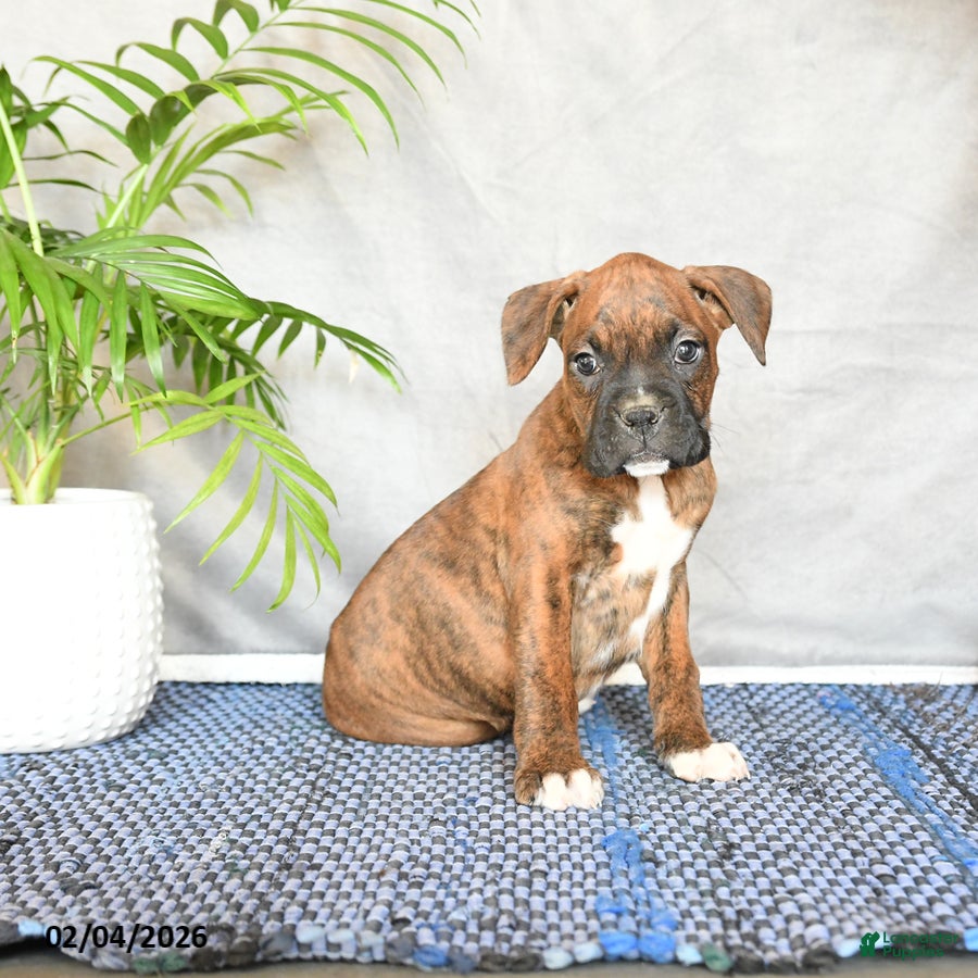 Boxer dogs Rhianna - Ad 41