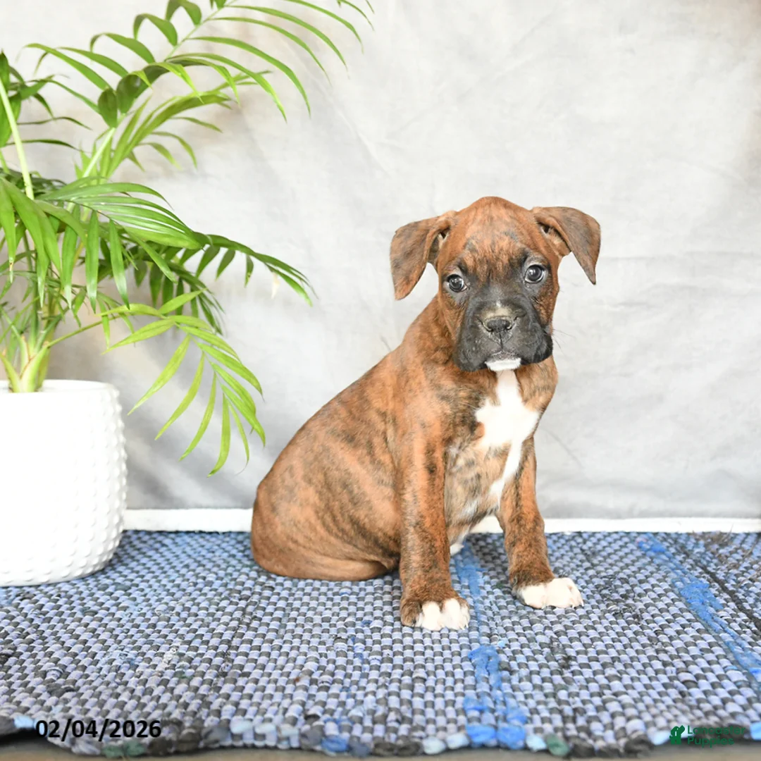 Boxer dogs for sale: Rhianna - Ad 1
