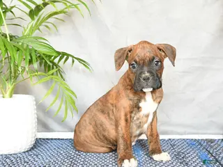 Boxer dogs Rhianna - Ad 41