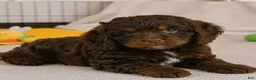 Cockapoo dogs for sale: jerry - Ad 5