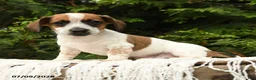 Mixed Breed dogs for sale: Franklin - Ad 3