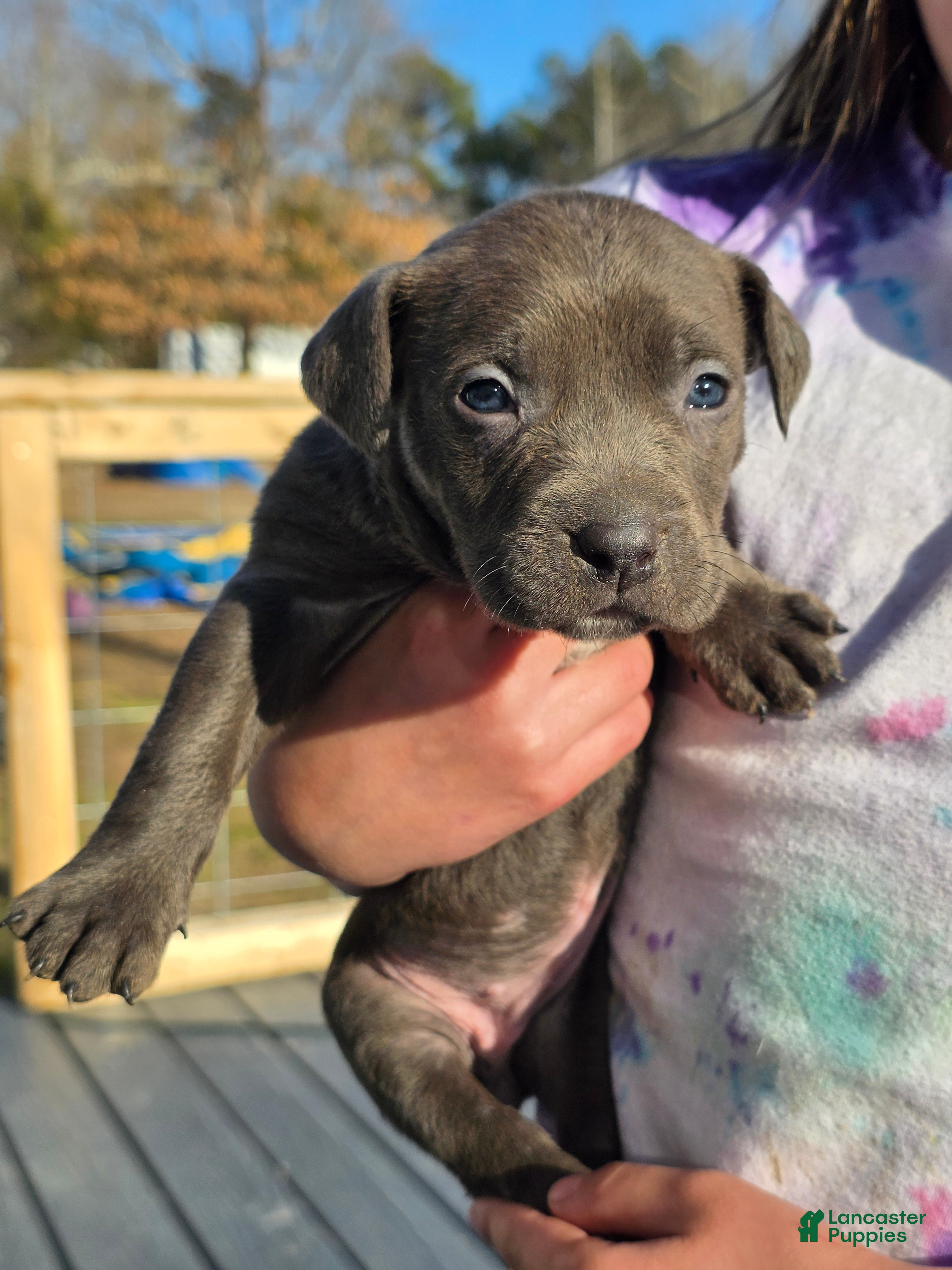 American Staffordshire Terrier dogs American Staffordshire Terrier Puppy 5 - Ad 11