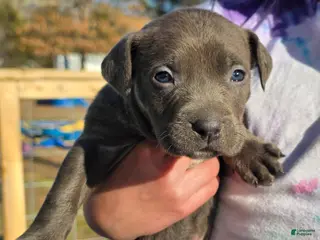 American Staffordshire Terrier dogs American Staffordshire Terrier Puppy 5 - Ad 11