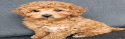 Mixed Breed dogs for sale: Skye - Ad 3