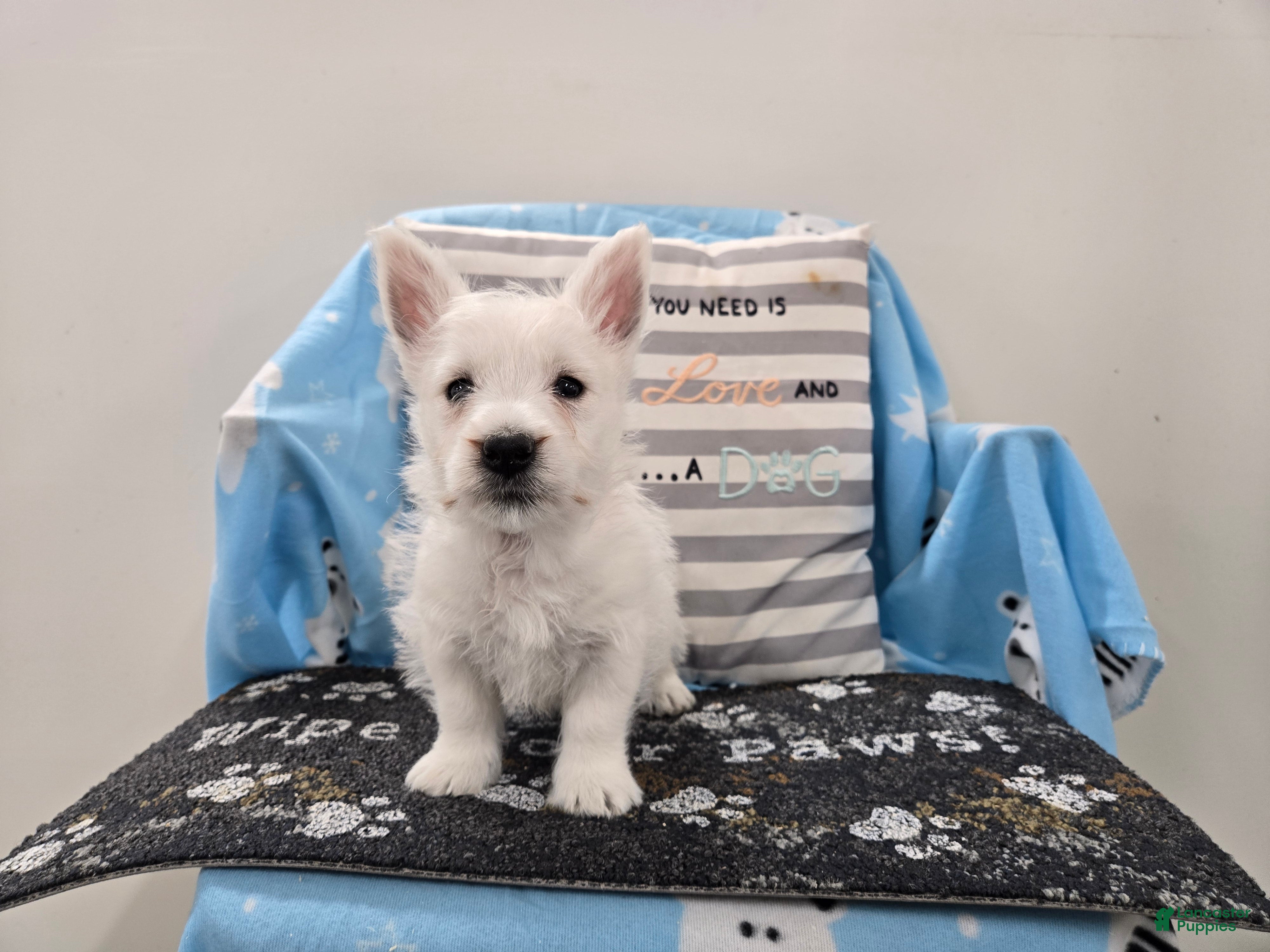 West Highland Terrier dogs Peter - Ad 2