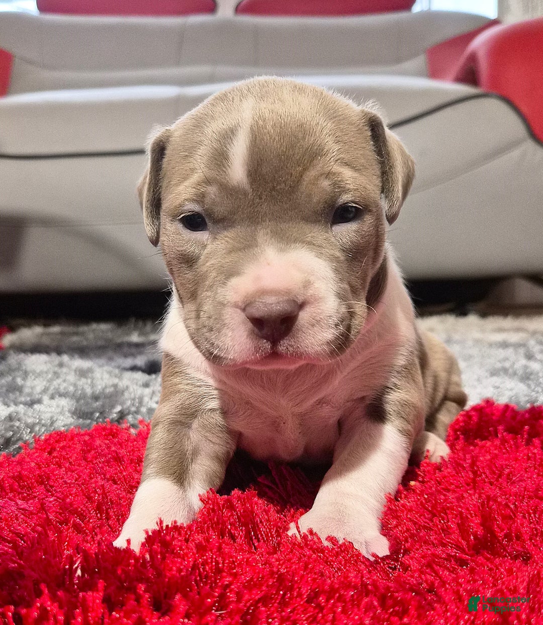 American Bully dogs for sale: "MEG THA STALLION" / LILAC MERLE GENE - Ad 5