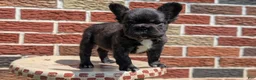 French Bulldog dogs for sale: Ezi - Ad 12