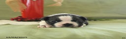 Boston Terrier dogs for sale: Dancer - Ad 5